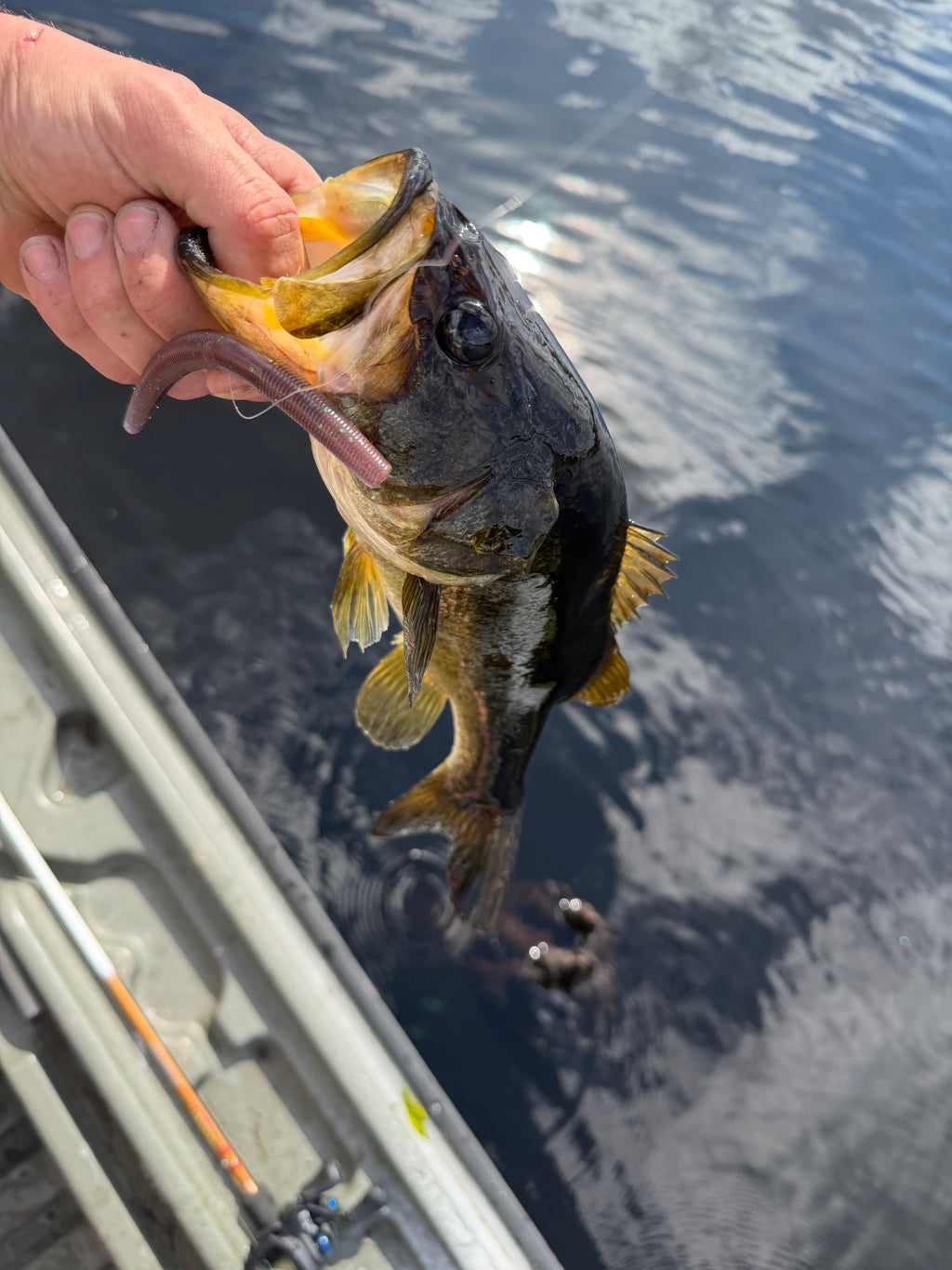 5” stick bait Zombie Blood (8)
