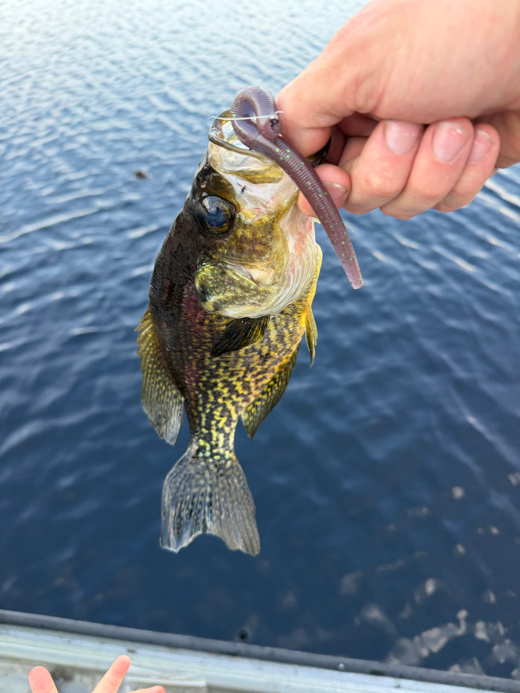 5” stick bait Zombie Blood (8)