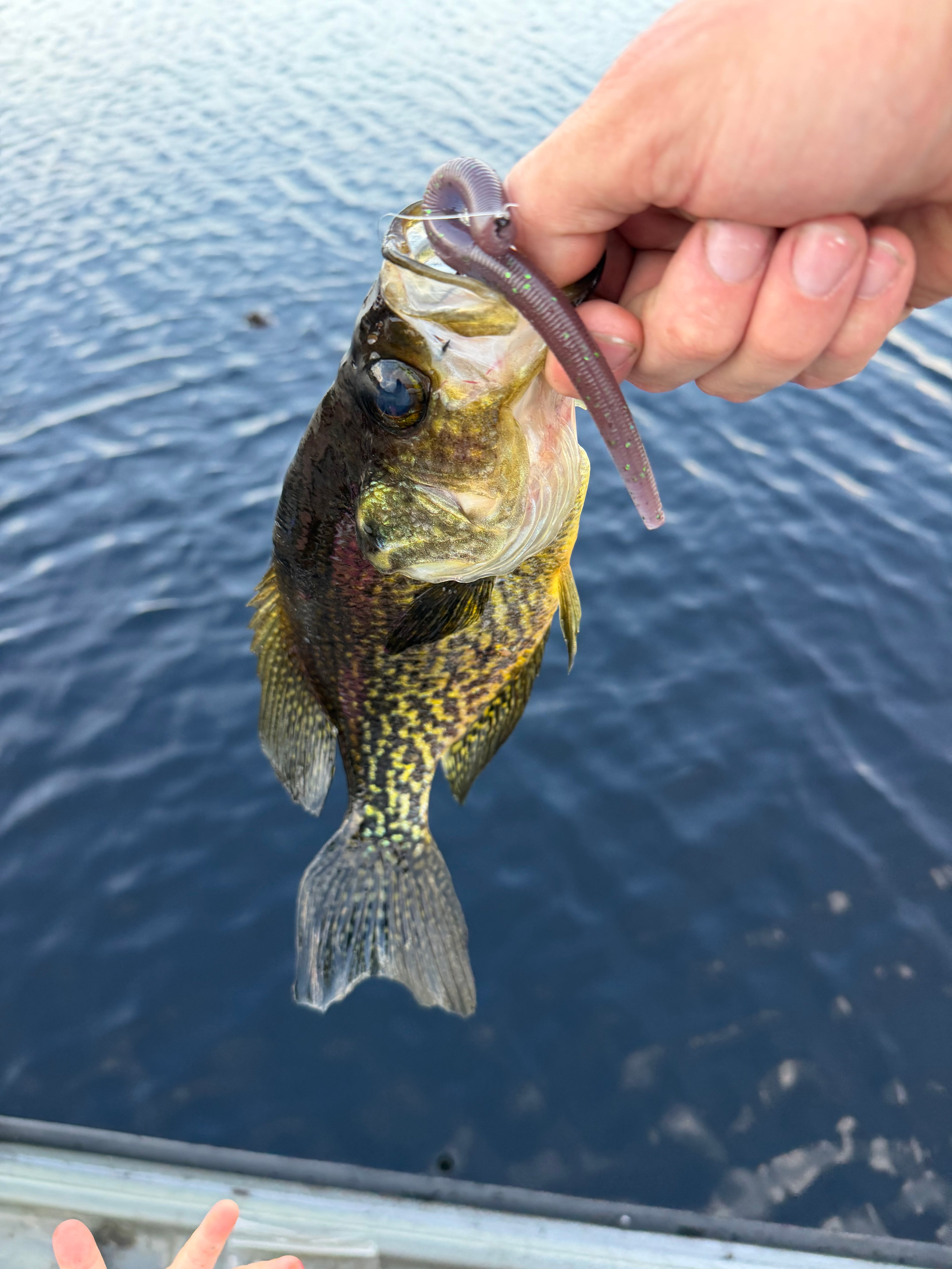 5” stick bait Zombie Blood (8)